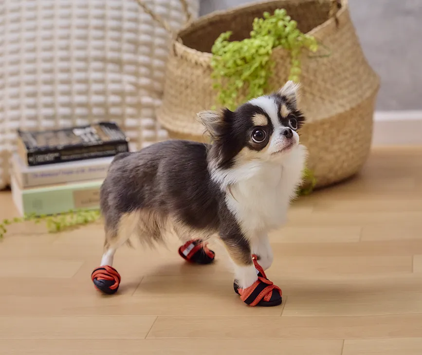 いぬたび　ジュビリーちゃん